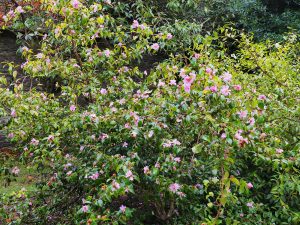 Camellia sasanqua clump