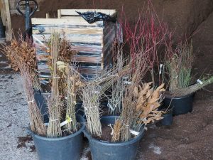 Bare root trees for potting