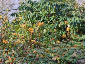 yellowish deciduous azalea