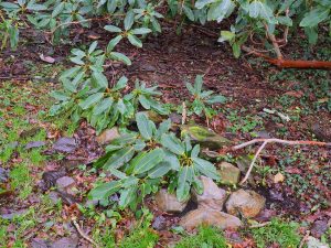 Rhododendron auklandii