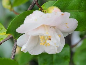 Camellia (hybrid) ‘Spring Mist’
