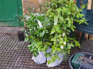 camellias for planting out from Trehane Nursery