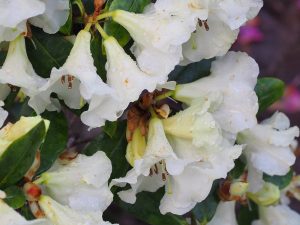 Rhododendron ‘Golden Oriole Talavera’