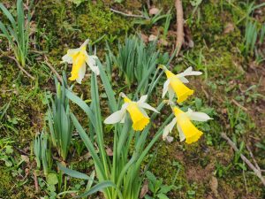 ‘wild’ daffodils
