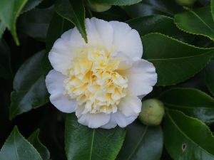 Camellia x williamsii ‘Jurys Yellow’