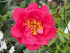 Camellia x reticulata ‘Francie L’