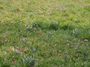 cyclamen, primroses and snowdrops