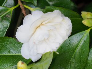 Camellia ‘Grandiflora Alba’