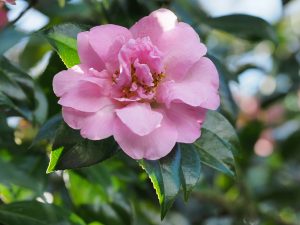 Camellia ‘Debutante’