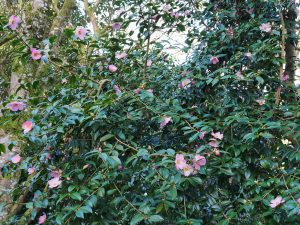 Camellia saluenensis ‘Isadora’