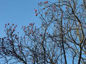 Magnolia mollicomata seedling