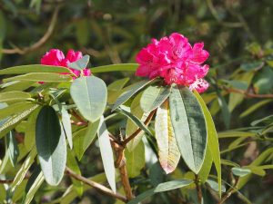 Rhododendron arboreum subsp delavayi