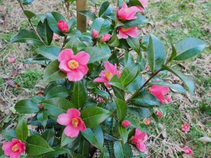 Camellia minor