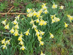 good show of daffodils