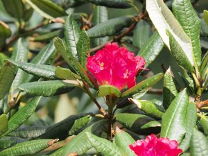 Rhododendron albotomentosum