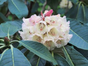 Rhododendron protistum x Rhododendron macabeanum