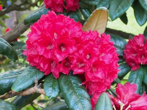 Rhododendron zeylanicum