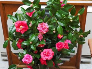 camellias in the hall