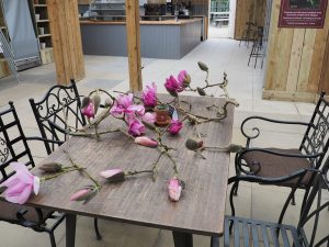Our ‘relief’ Caerhays magnolia flowers