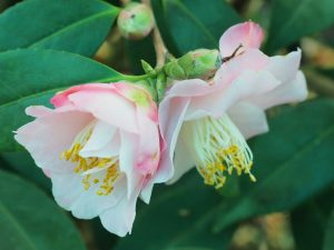 Camellia x williamsii ‘Christmas Daffodil’