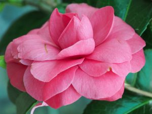 Camellia ‘L T Dees’