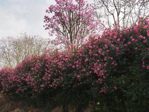 magnolia avenue above the Camellia ‘Donation’ hedge