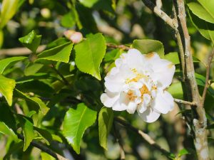 Camellia lutchuenense
