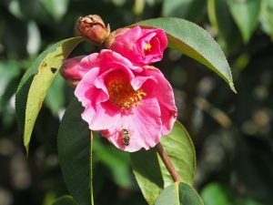 unnamed Camellia reticulata