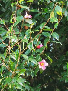 UK Record largest Camellia x williamsii (never named)