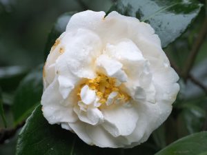 Camellia ‘Silver Anniversary’