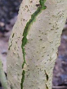 Hydrangea aspara spp. robusta