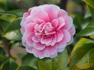 Camellia ‘Duchess de Caze’