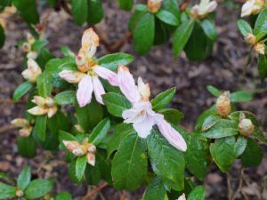 Rhododendron ciliialyx