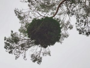 balls of dense growth on scots pines