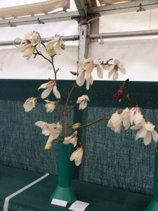 Savill class 16 - magnolia denudata 'Sunrise'