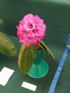 Savill class 5 - Rhododendron arborea niveum