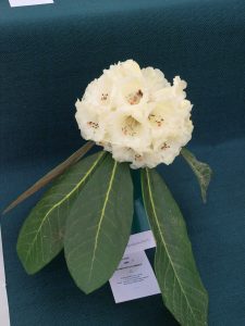 Savill class 9 - Rhododendron sinogrande