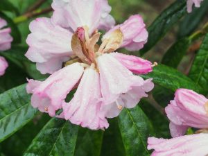 Rhododendron gongshanense