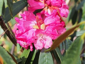 red form of Rhododendron arboreum