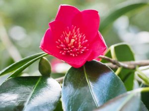 Camellia ‘Kimberley’