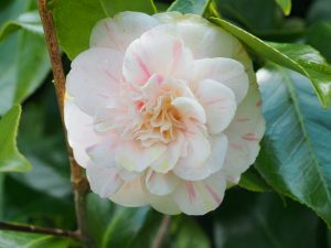 Camellia ‘Marguerete Gouillon’