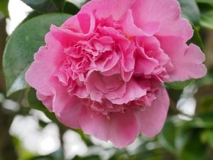Camellia ‘Tiffany’
