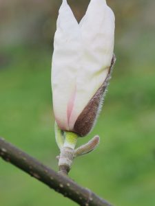 Magnolia zenii x M. salicifolia ‘Jermyns’