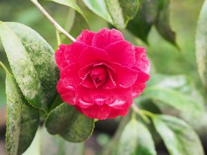 Camellia ‘Arajishi’