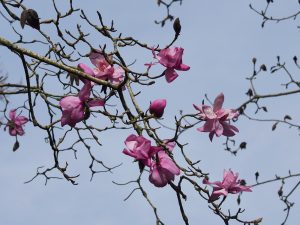 Magnolia ‘Lanarth’ seedlings