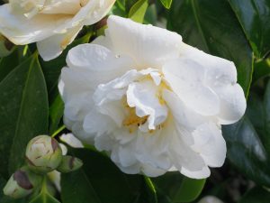 Camellia ‘Grandiflora Alba’