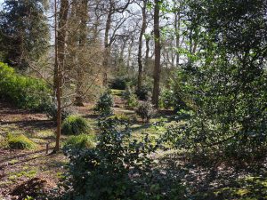 Views across the ‘Japanese’ garden with the first camellias