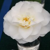Camellia ‘Kona’