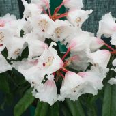 Rhododendron calophytum var openshawianum