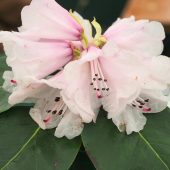 Rhododendron cyanocarpum